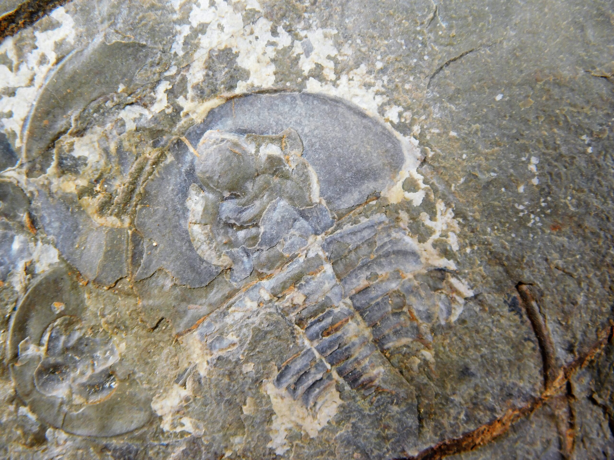 Olenellus clarki - Image 5
