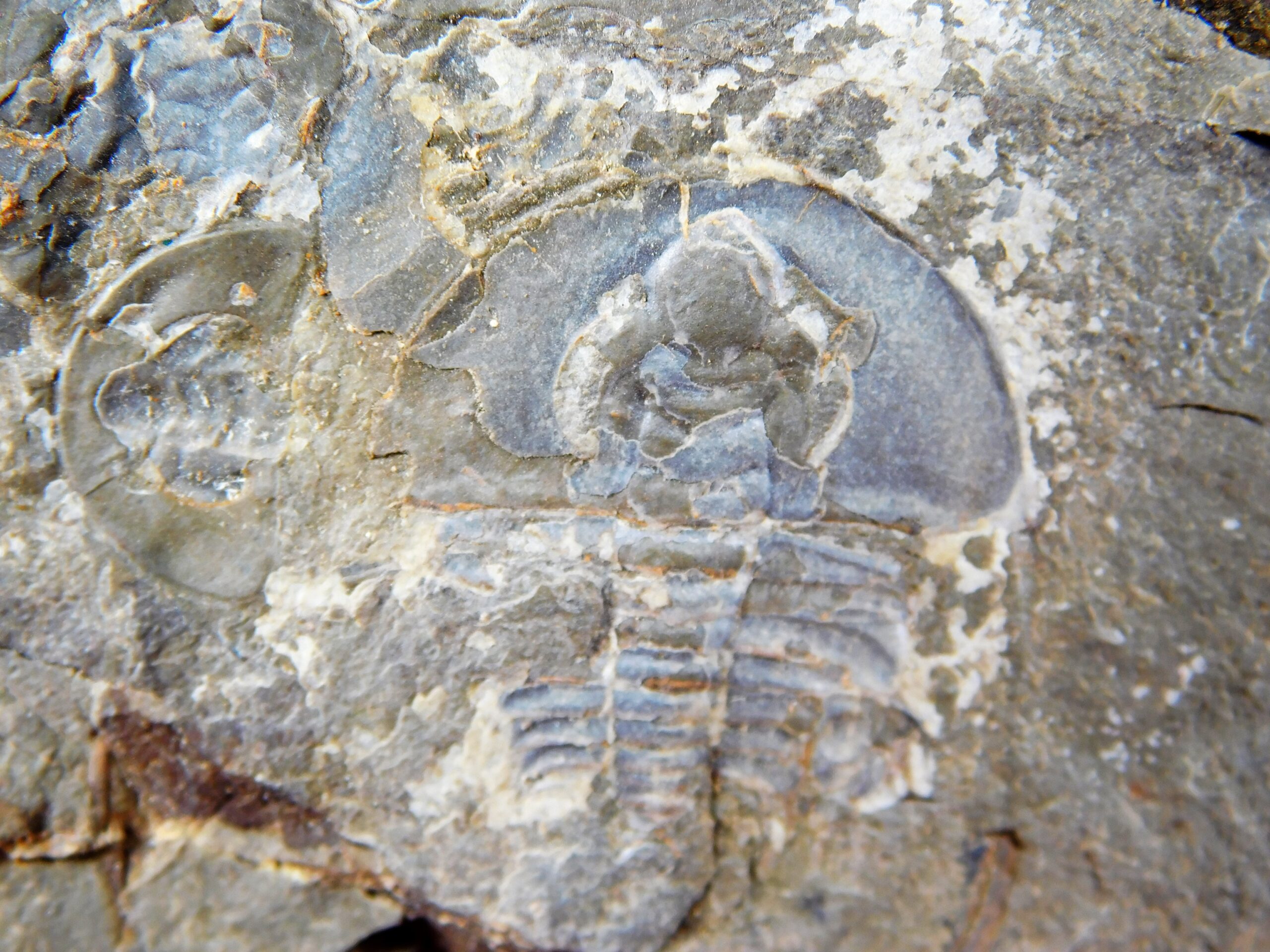 Olenellus clarki - Image 6