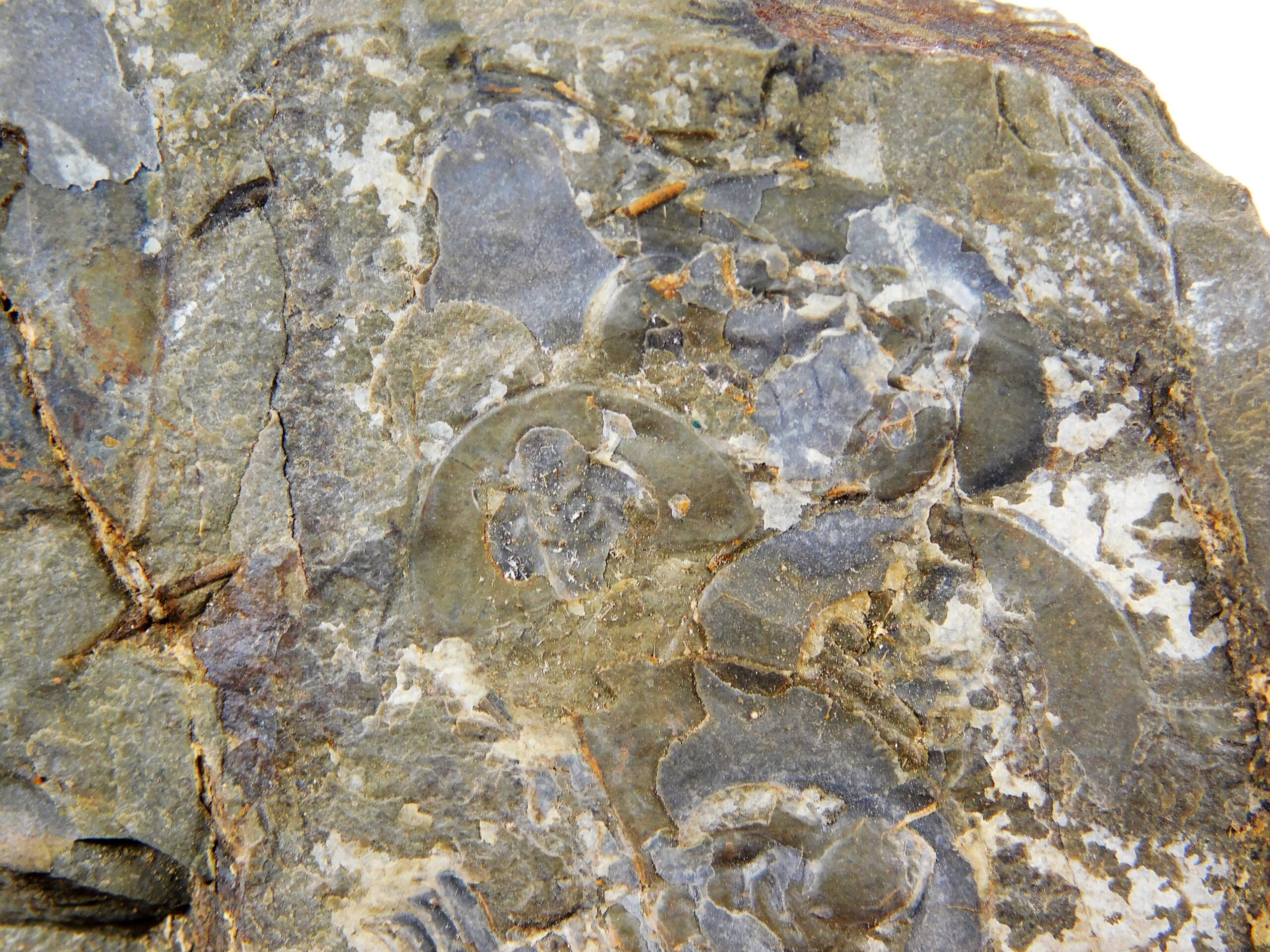 Olenellus clarki - Image 7