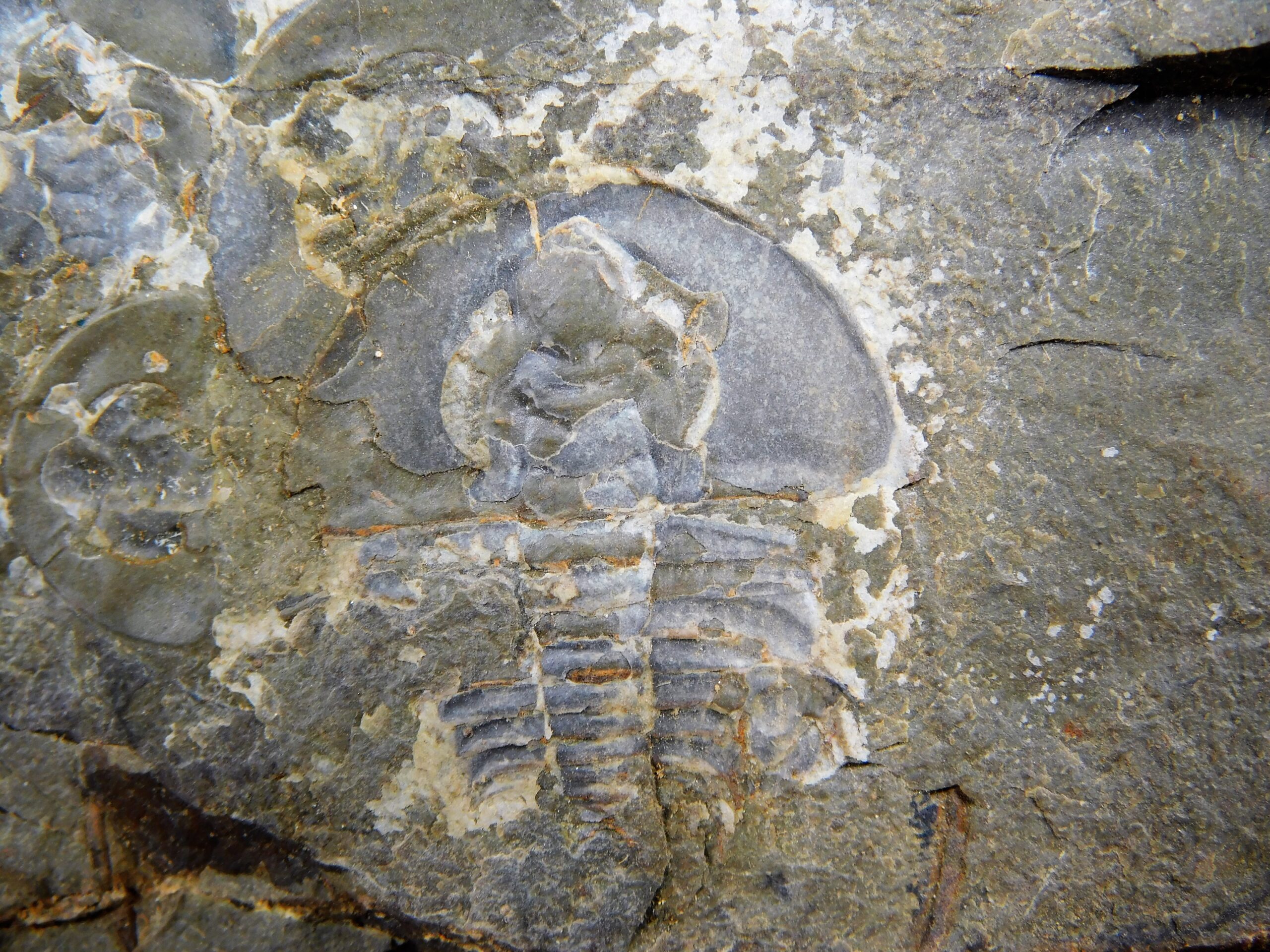 Olenellus clarki - Image 8