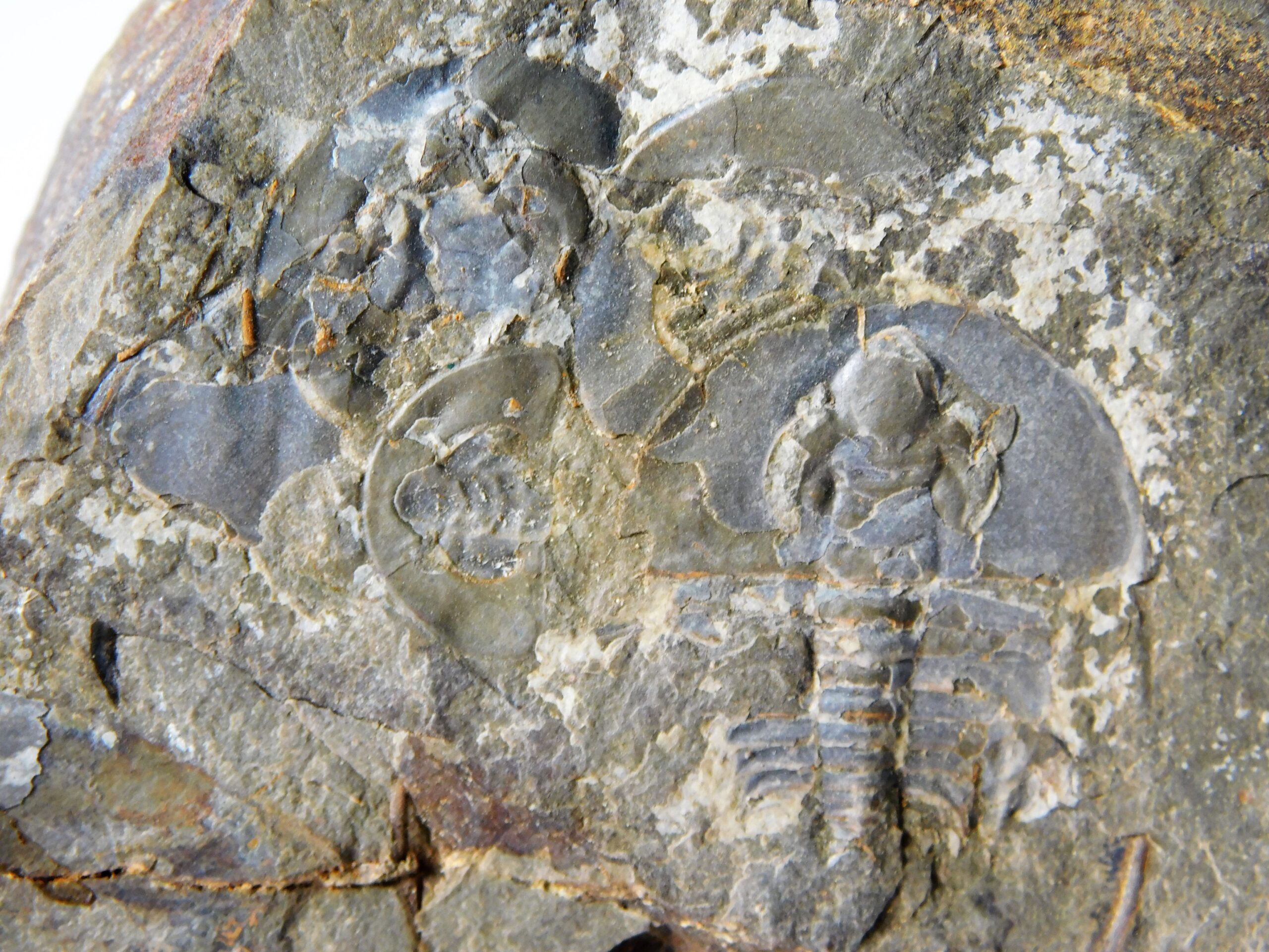 Olenellus clarki - Image 9