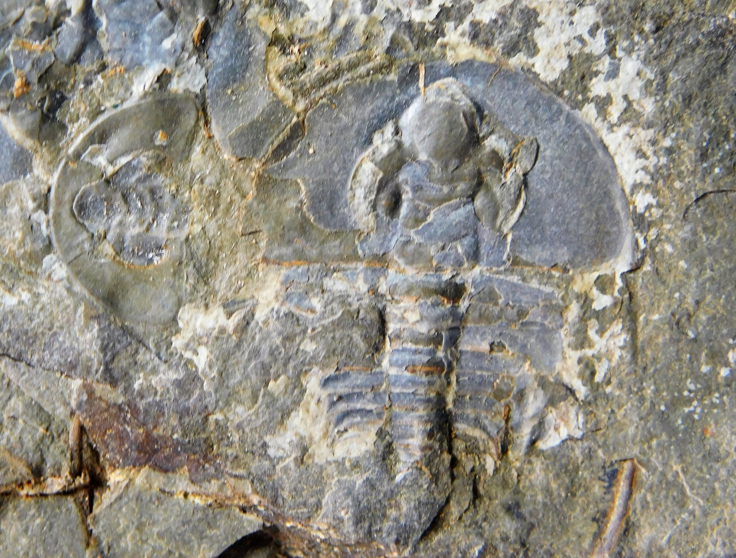 Olenellus clarki - Image 10