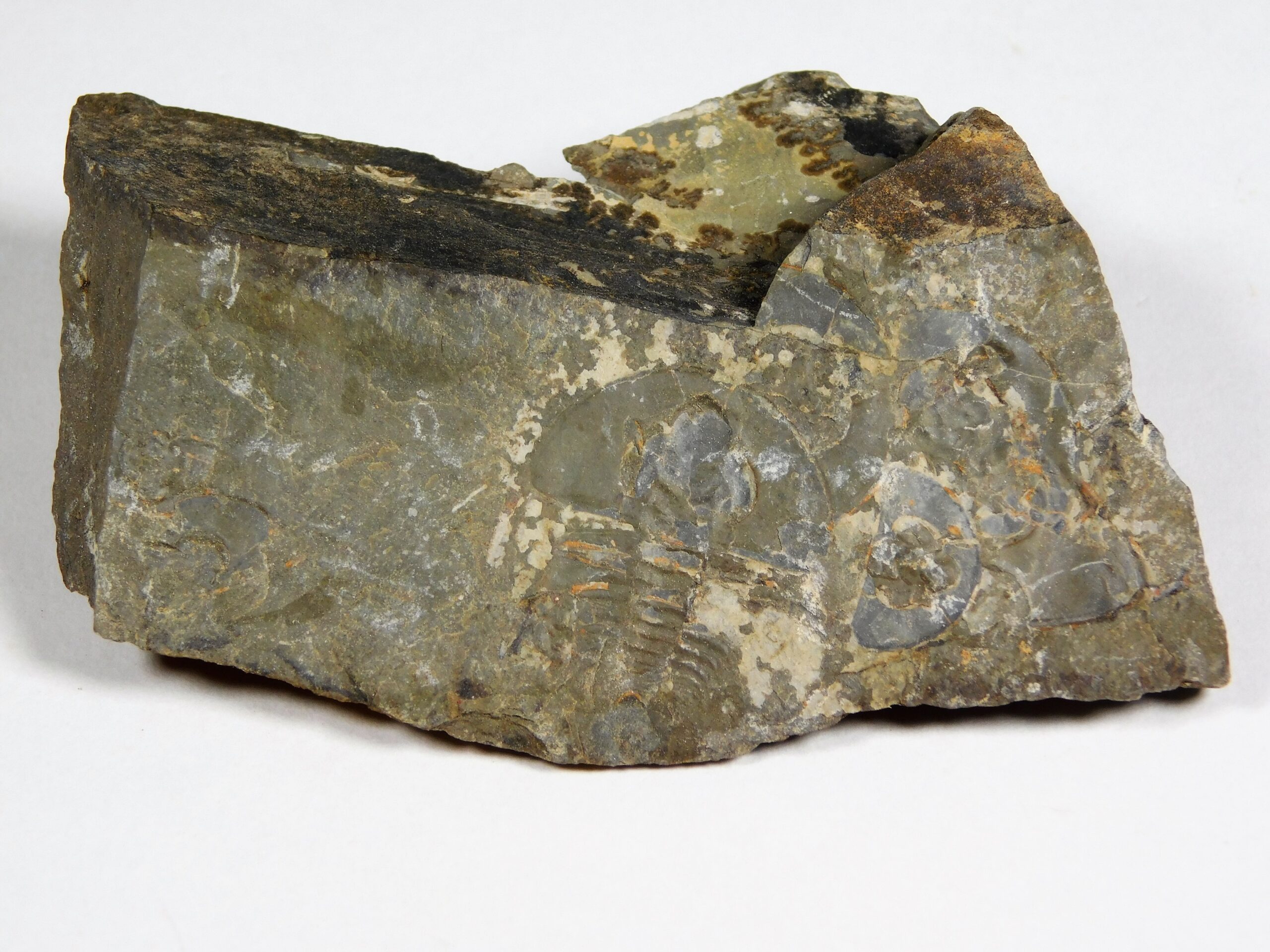 Olenellus clarki - Image 11