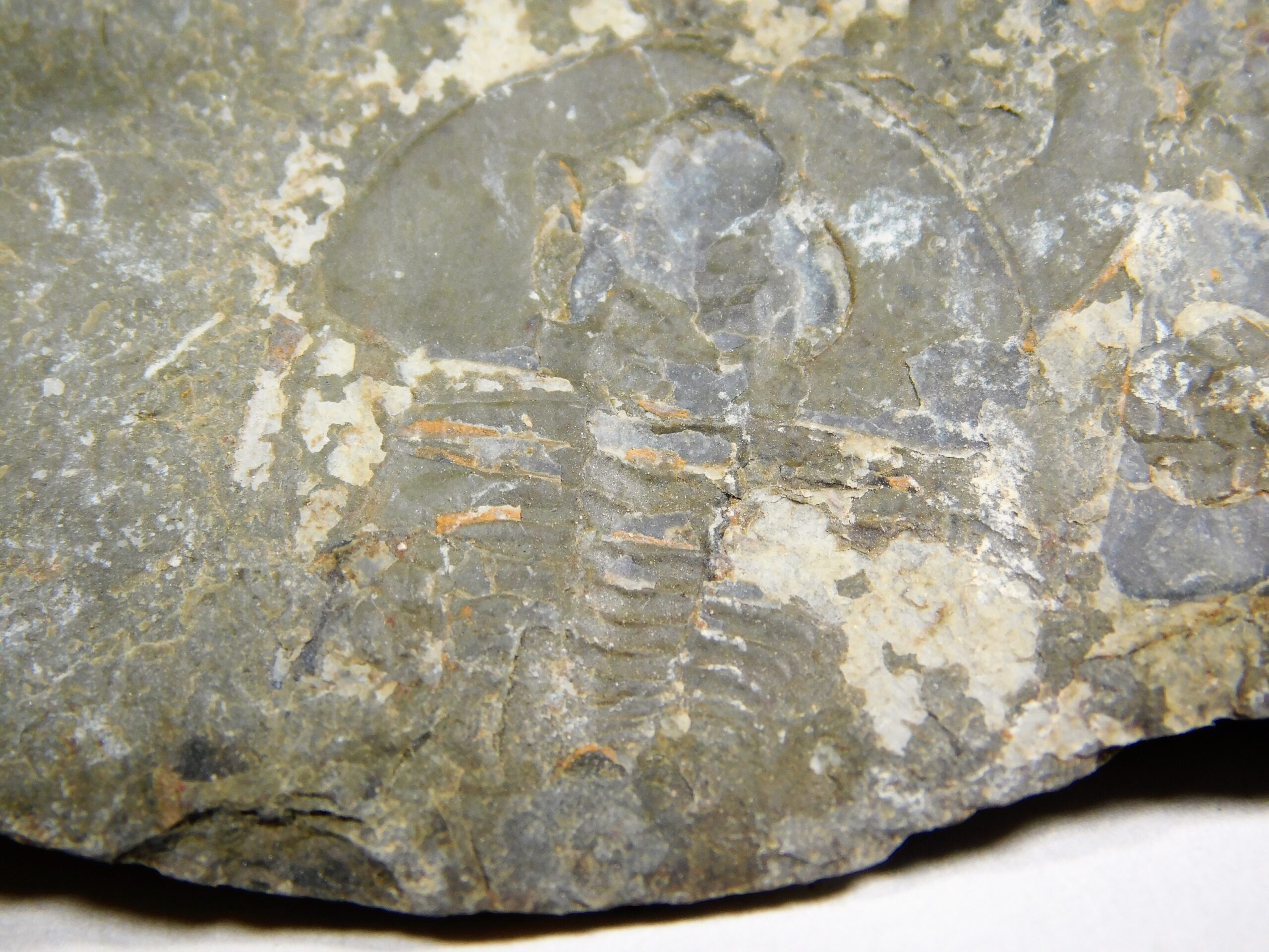 Olenellus clarki - Image 12