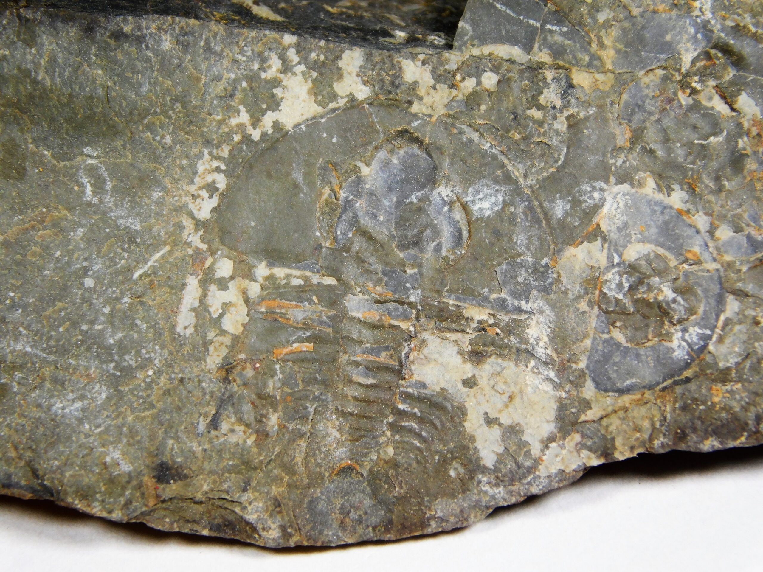 Olenellus clarki - Image 13