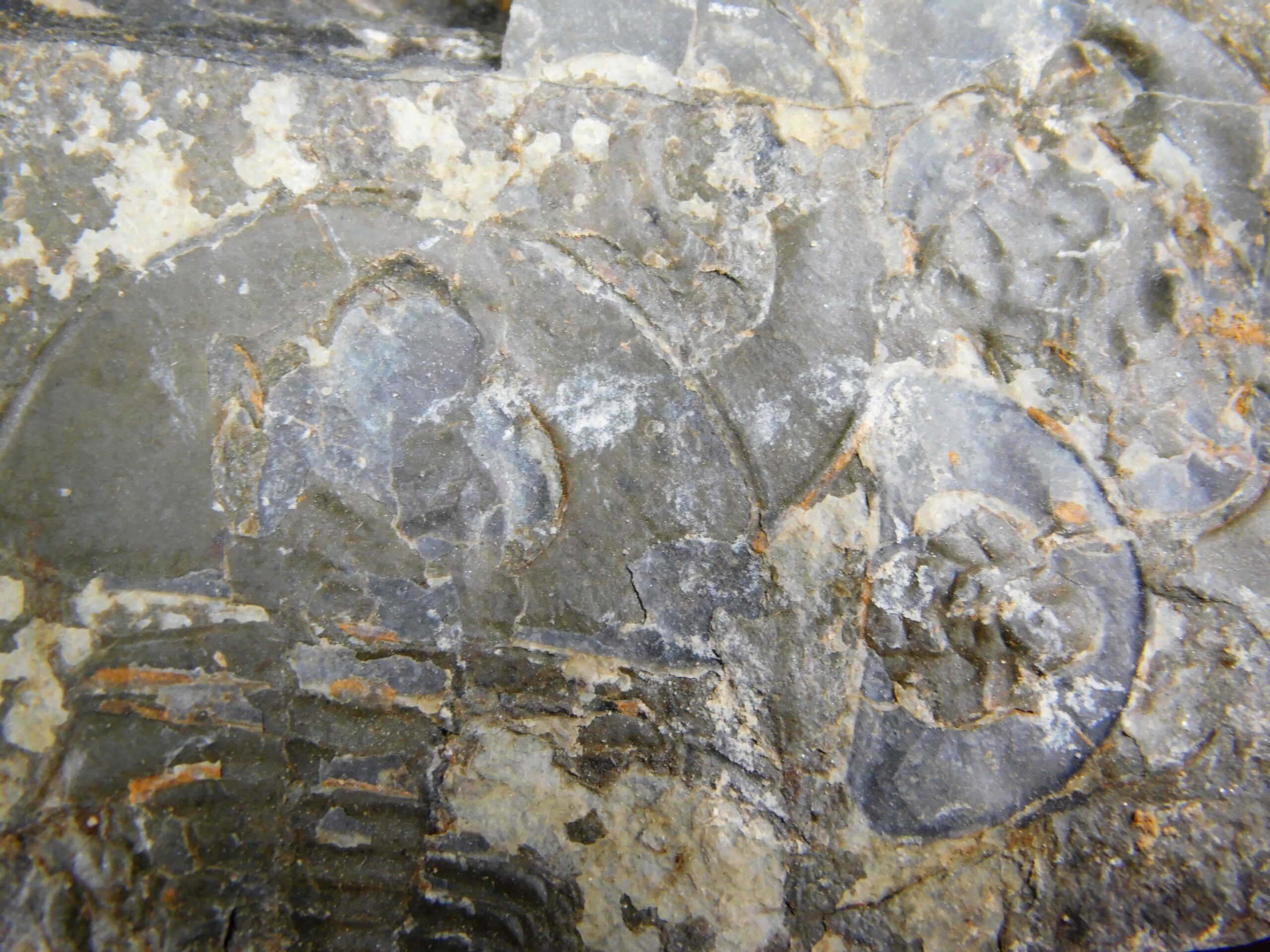 Olenellus clarki - Image 14