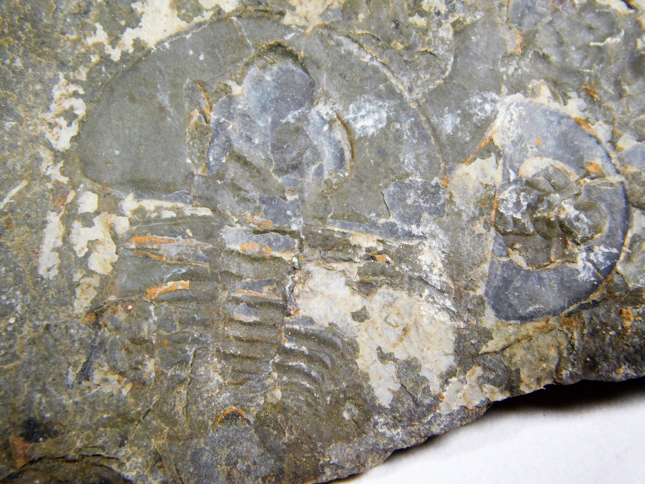 Olenellus clarki - Image 15