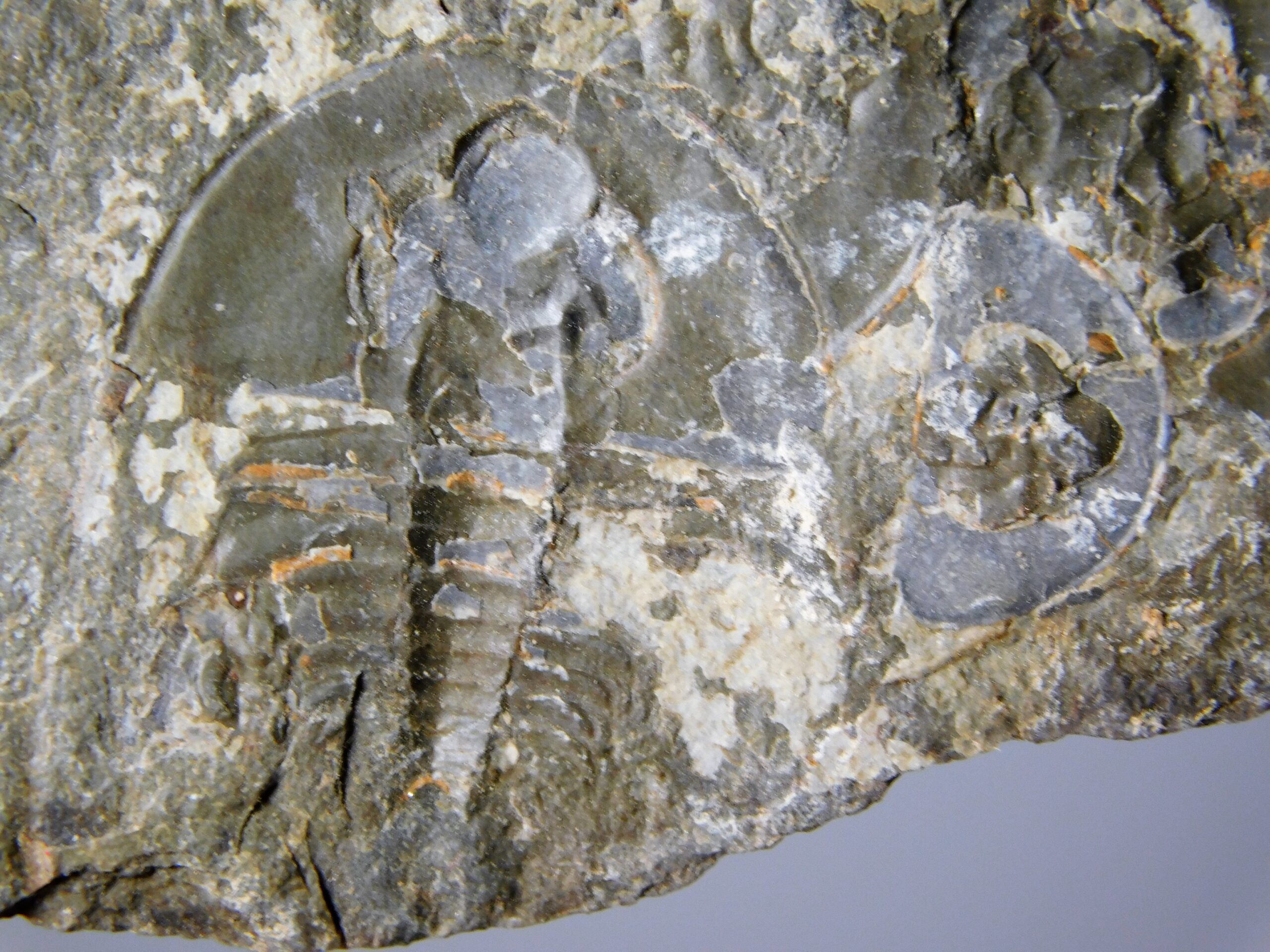 Olenellus clarki