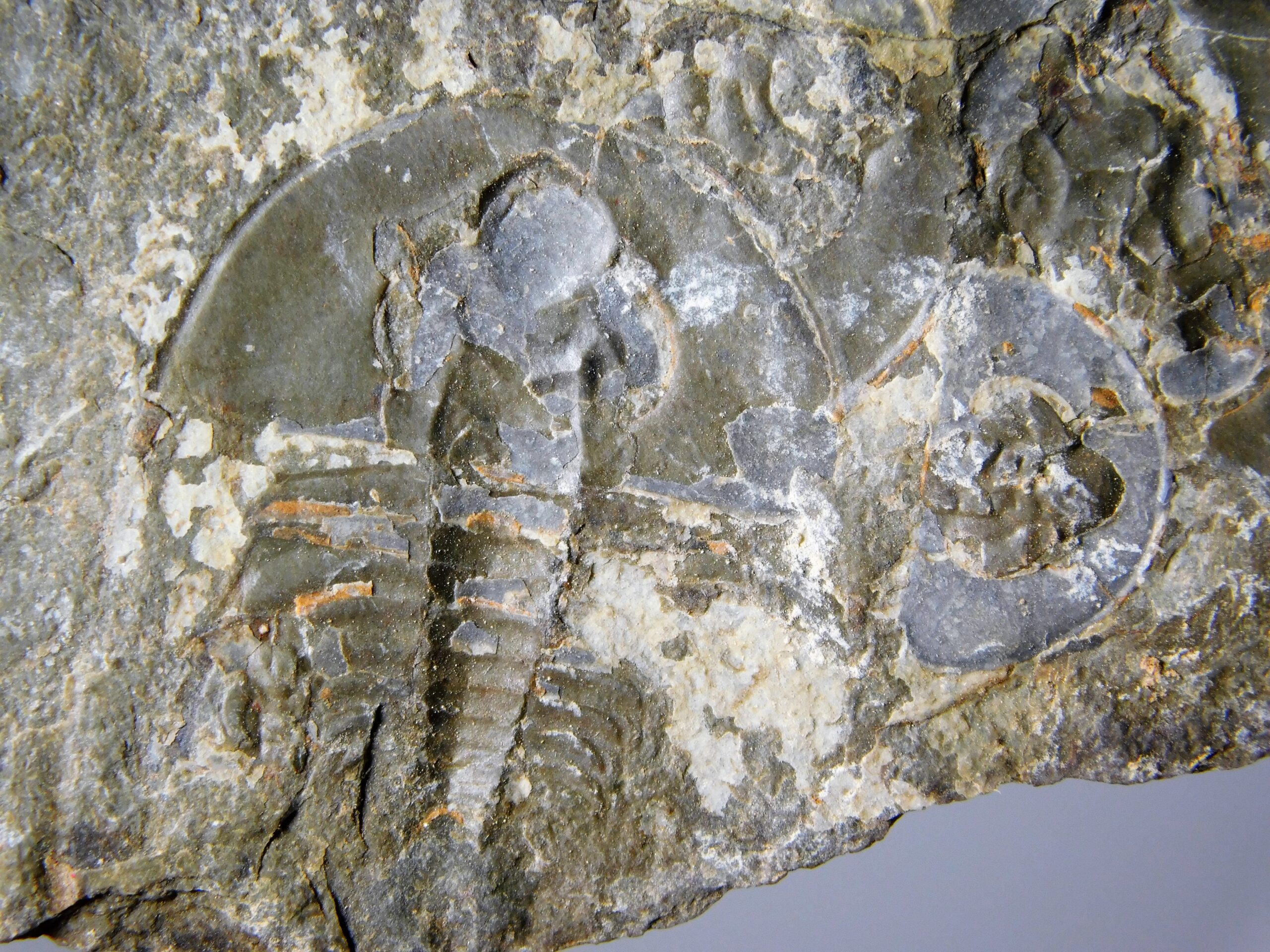 Olenellus clarki - Image 16