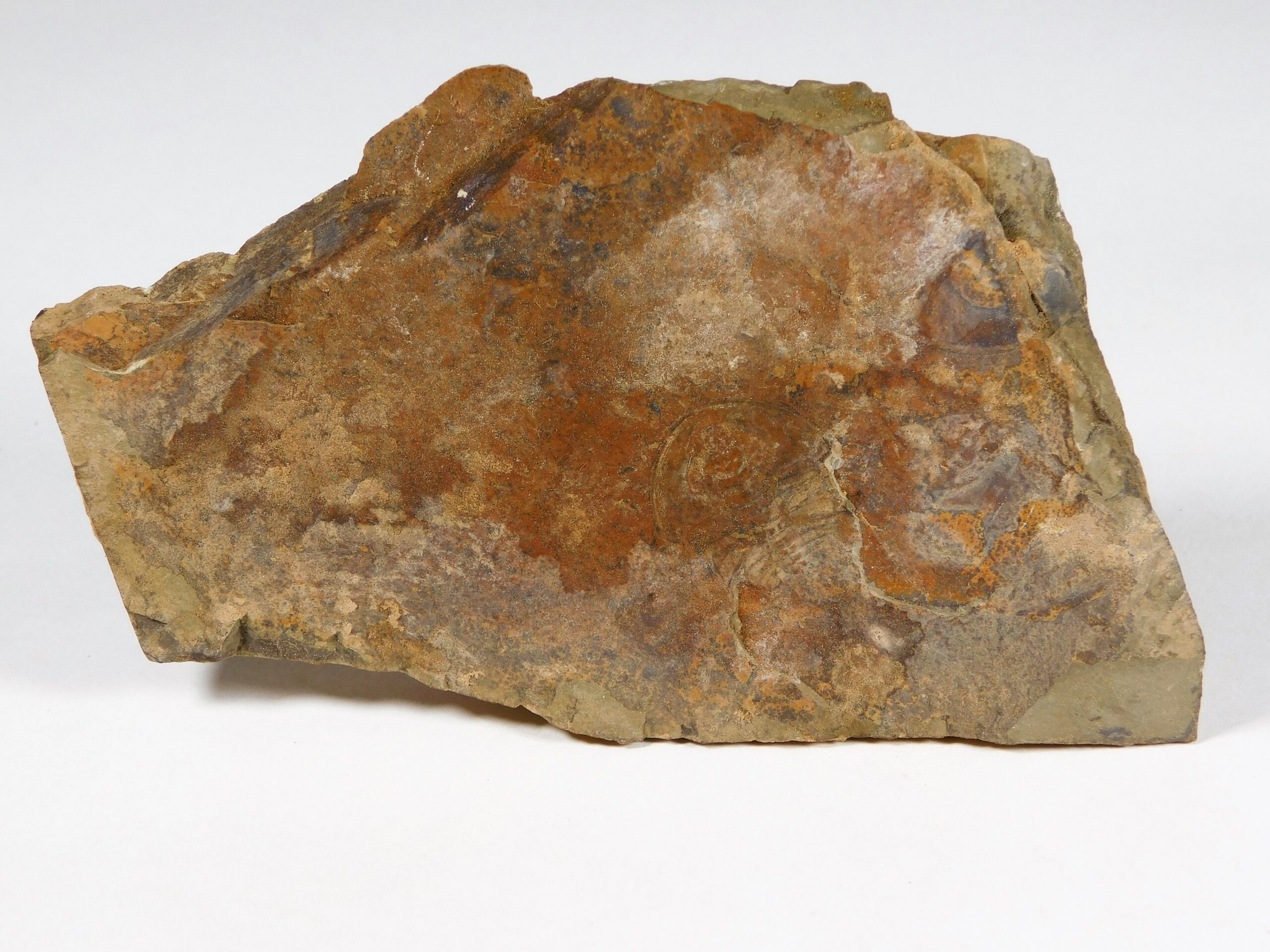 Olenellus clarki - Image 4