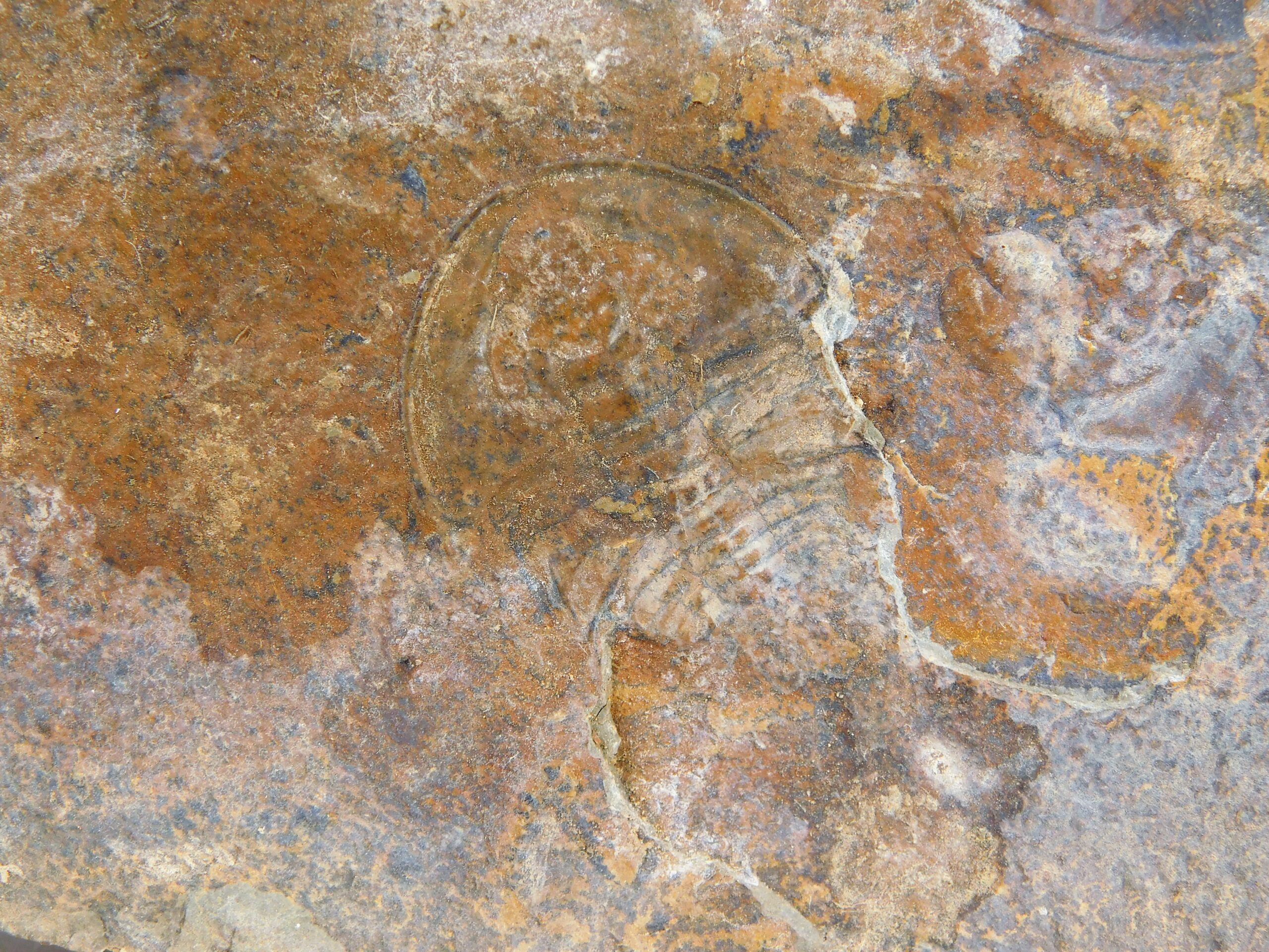 Olenellus clarki - Image 5