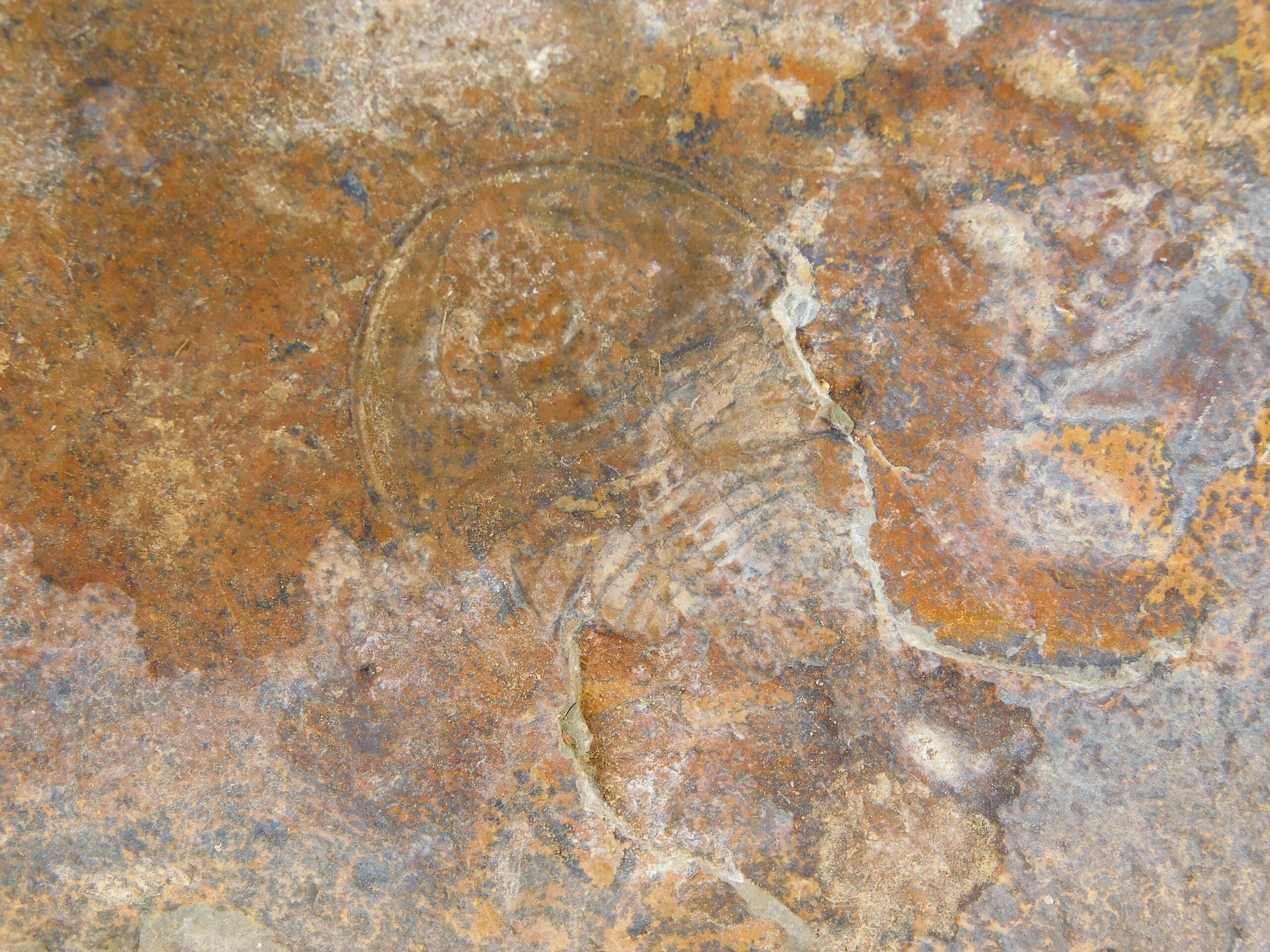 Olenellus clarki - Image 6