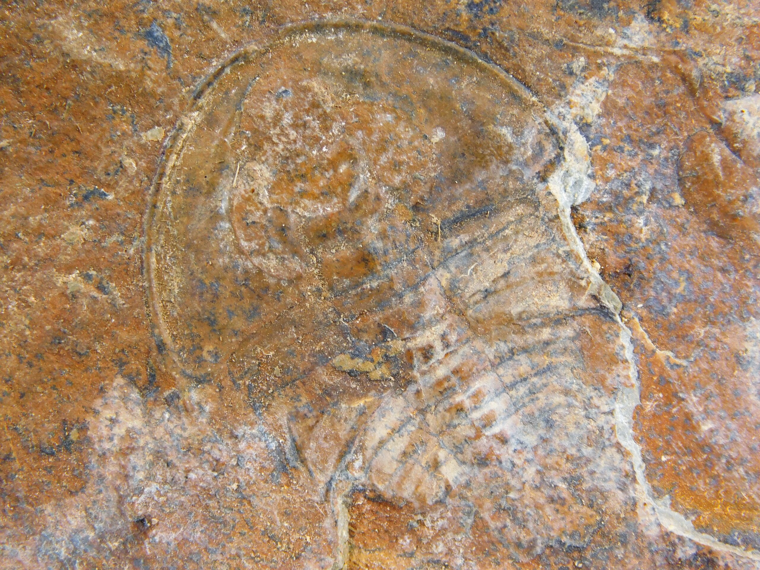 Olenellus clarki - Image 7