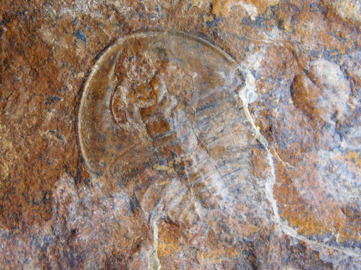 Olenellus clarki