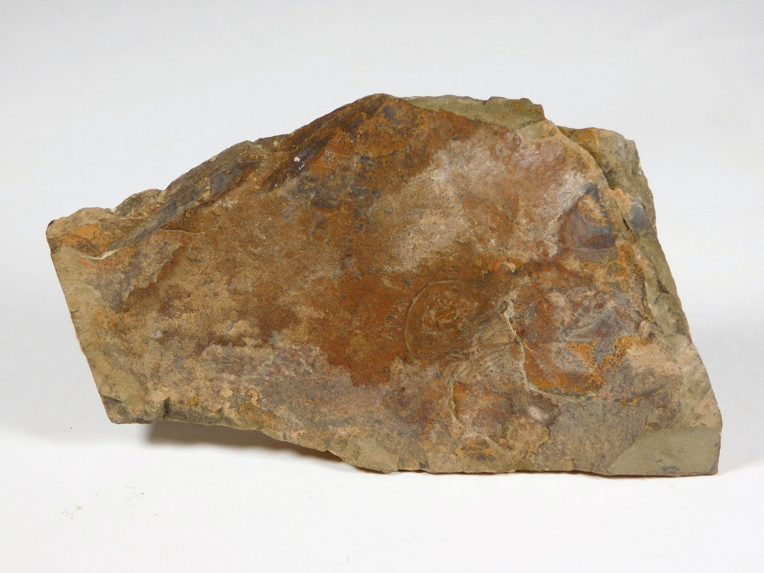Olenellus clarki - Image 8