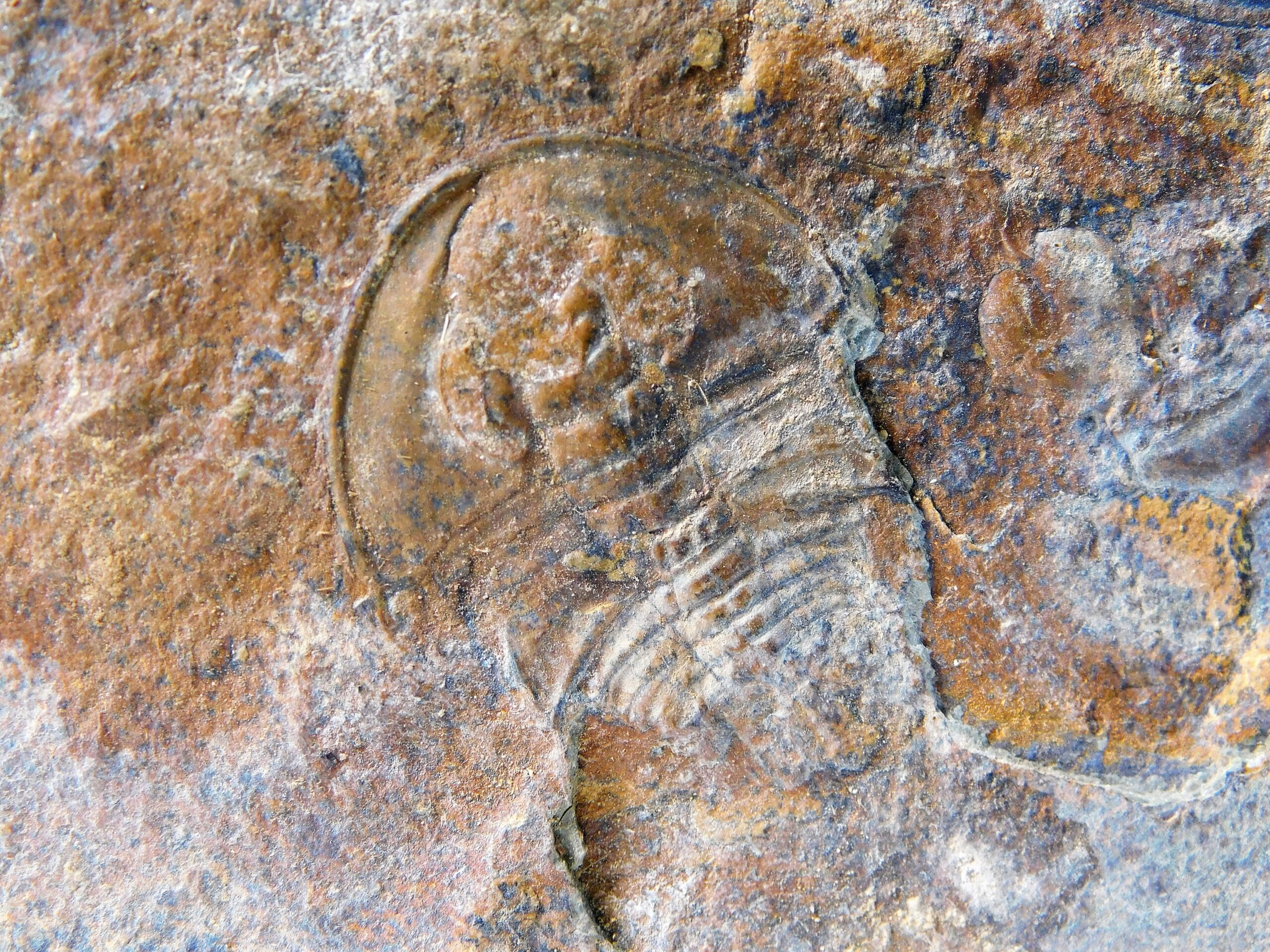 Olenellus clarki - Image 2