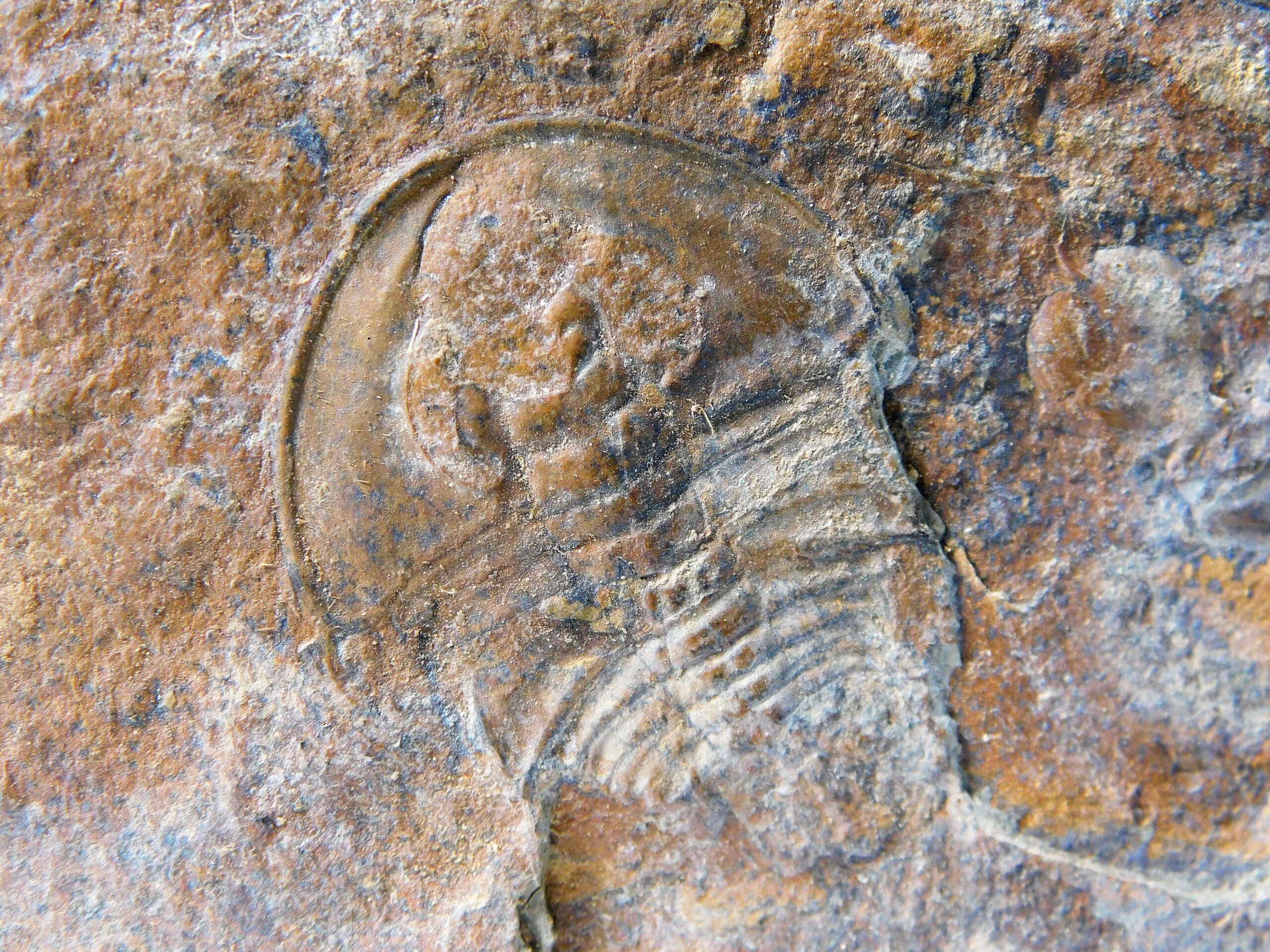 Olenellus clarki - Image 3