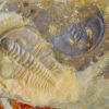 Olenellus clarki - Image 7