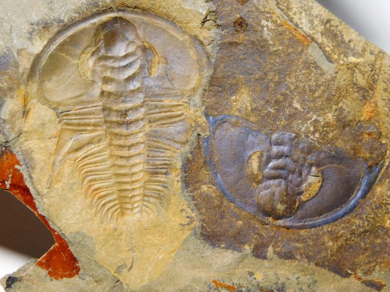 Olenellus clarki