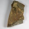 Olenellus clarki - Image 7