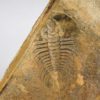 Olenellus clarki - Image 9