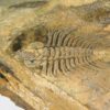 Olenellus clarki - Image 2