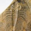 Olenellus clarki - Image 5