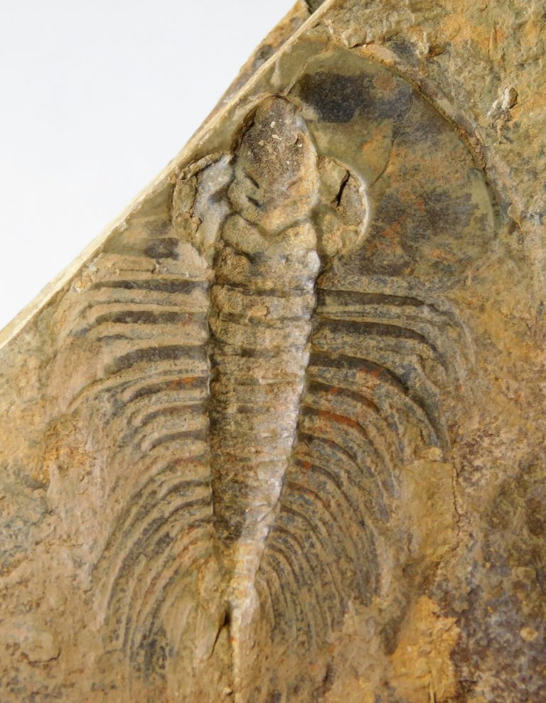 Olenellus clarki