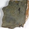 Olenellus clarki - Image 4