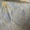 Olenellus clarki - Image 5