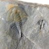 Olenellus clarki - Image 6