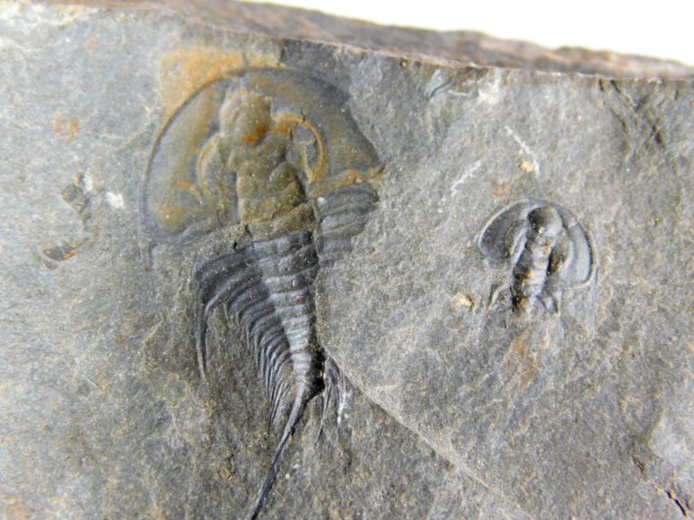Olenellus clarki