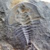 Olenellus clarki - Image 7
