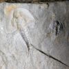 Olenellus clarki - Image 3