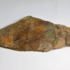 Olenellus clarki - Image 3