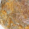 Olenellus clarki - Image 5