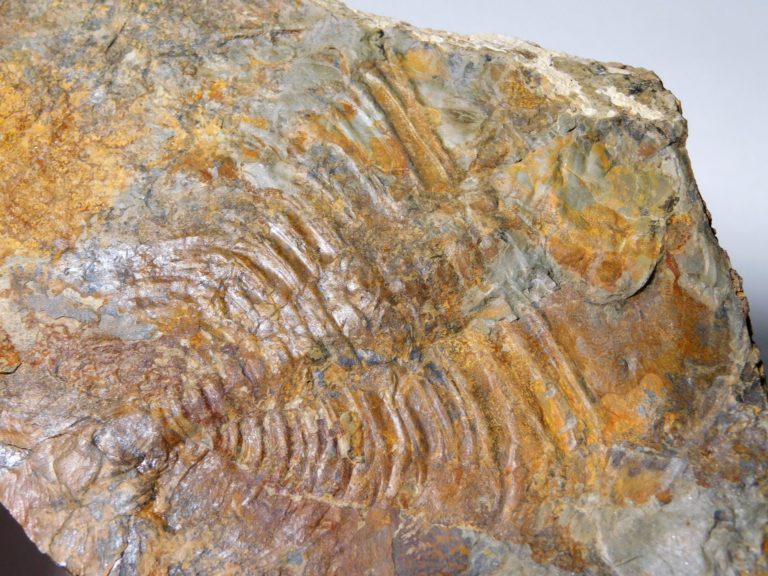 Olenellus clarki