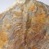 Olenellus clarki - Image 2