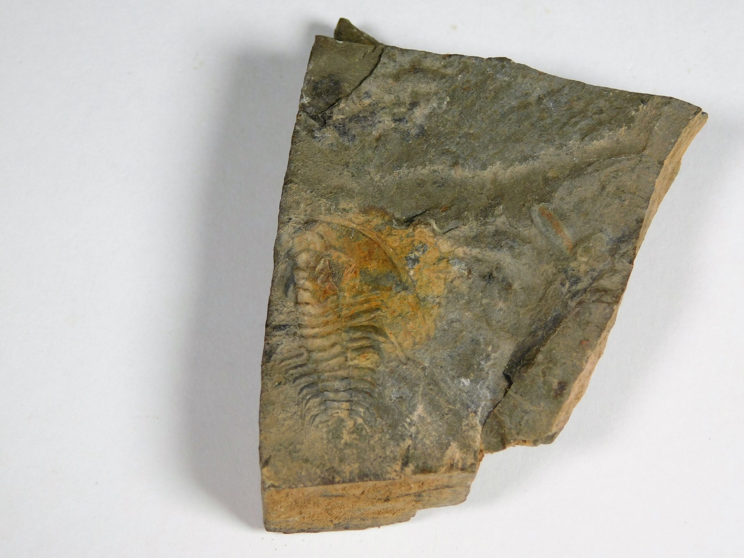 Olenellus clarki - Image 7