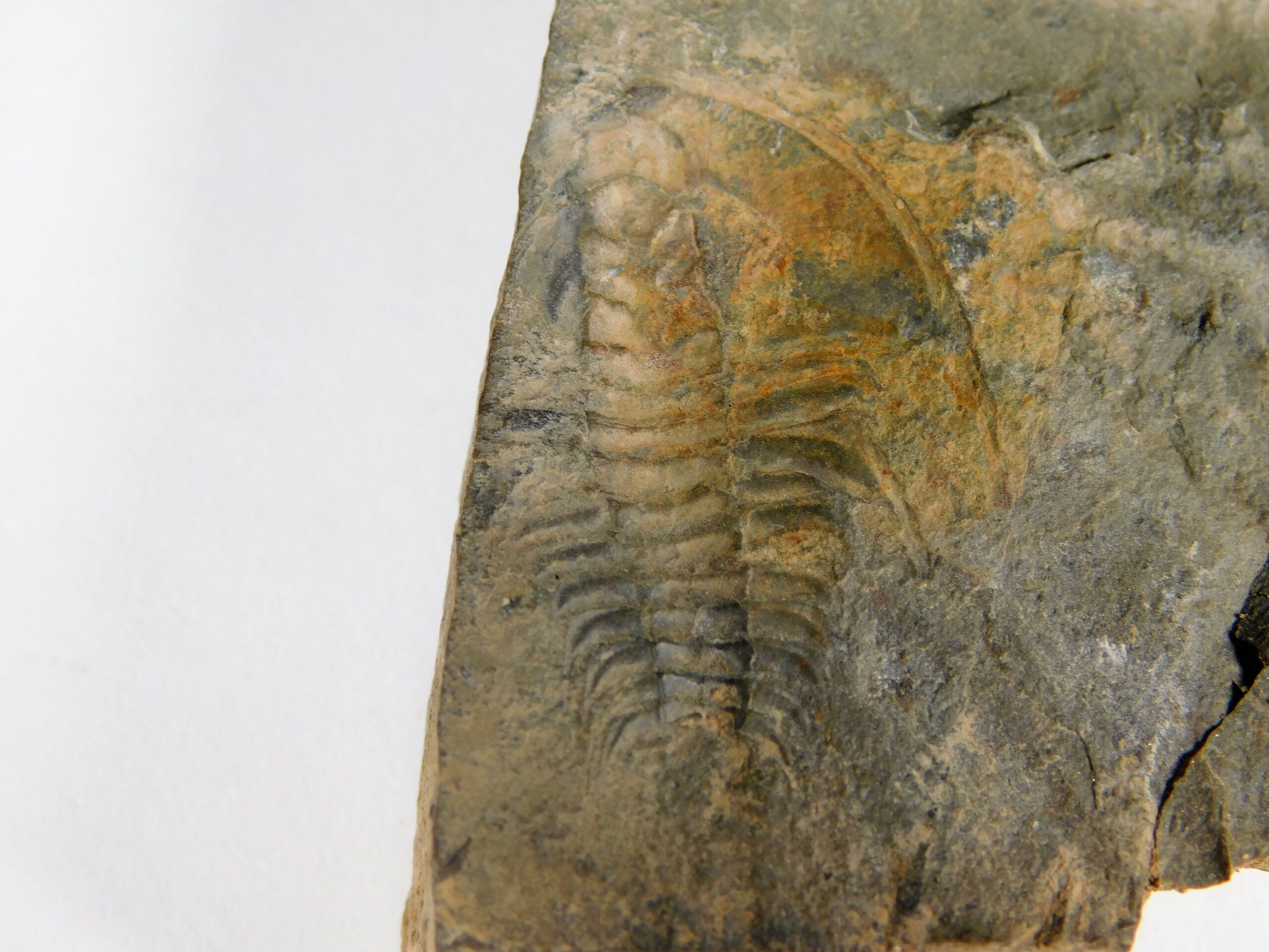 Olenellus clarki - Image 8