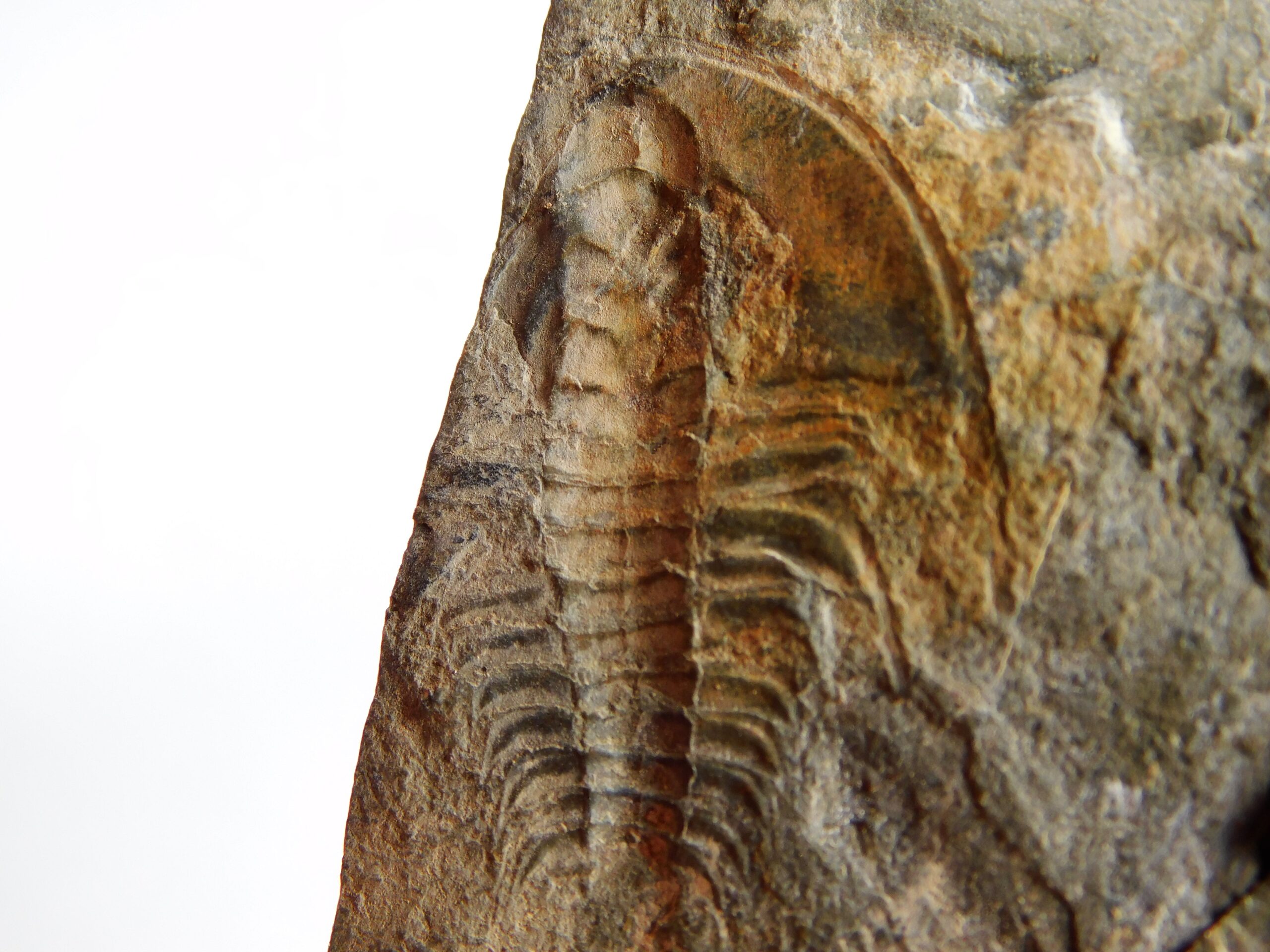Olenellus clarki - Image 10
