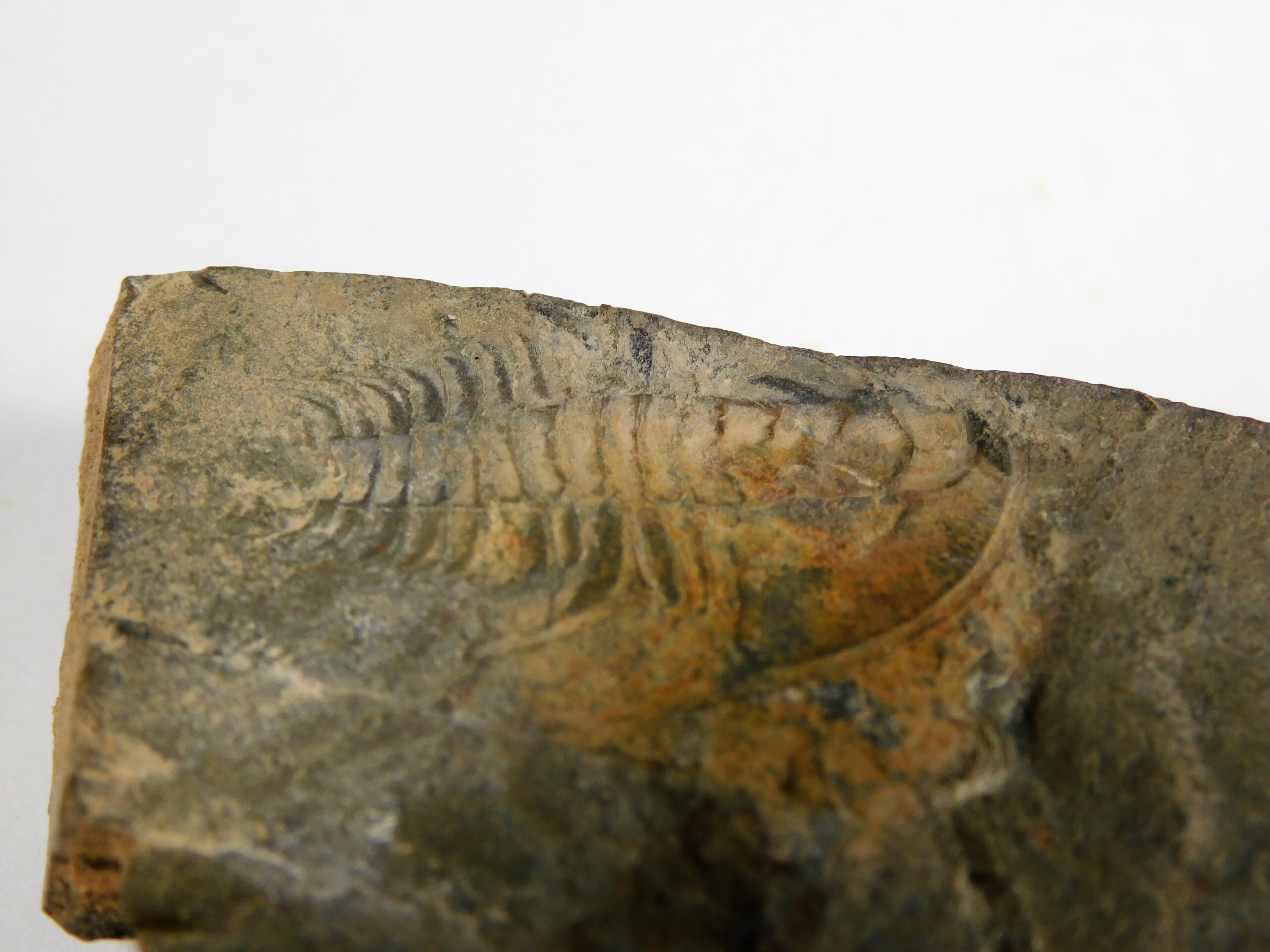 Olenellus clarki - Image 11