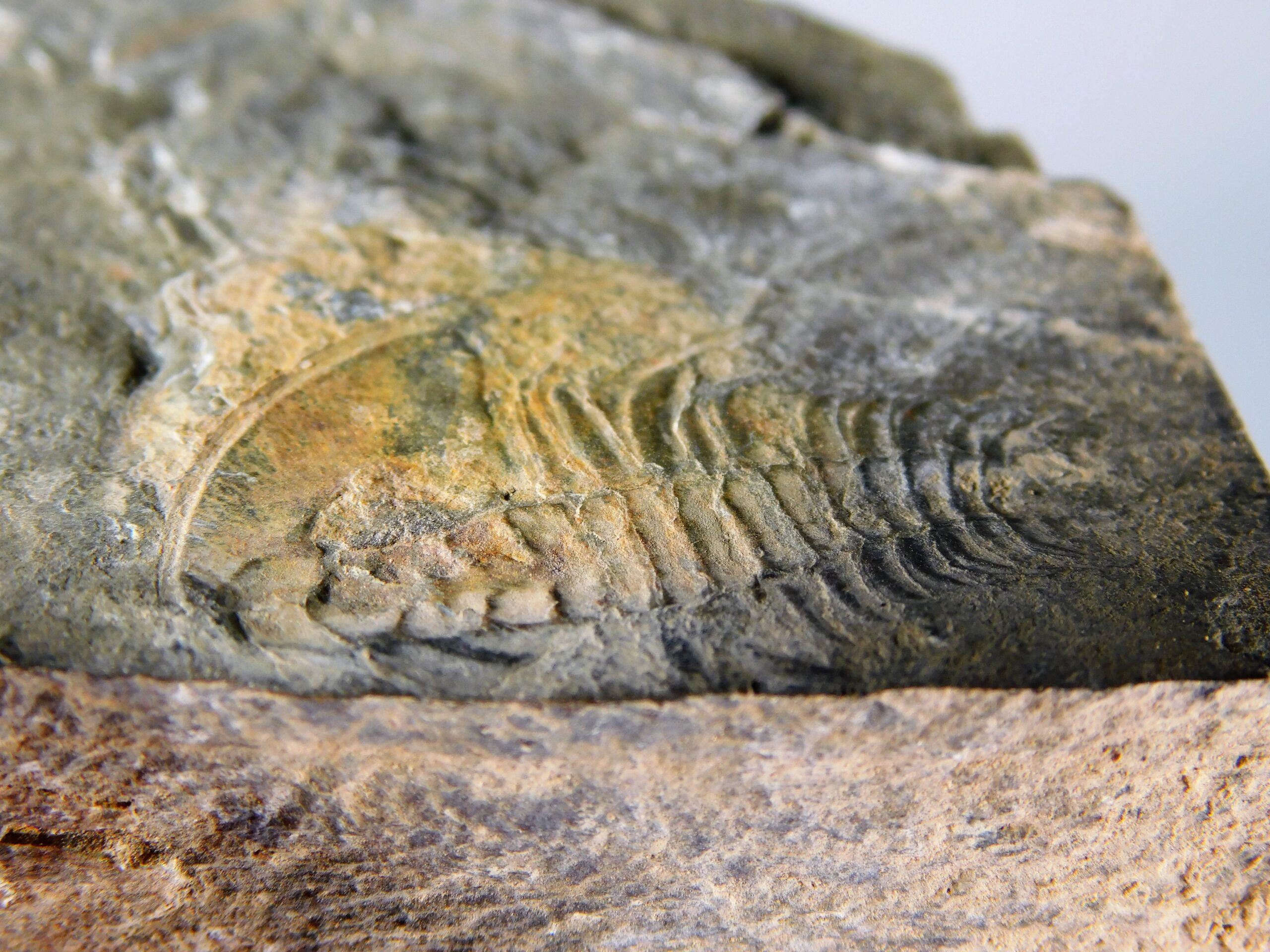 Olenellus clarki - Image 12