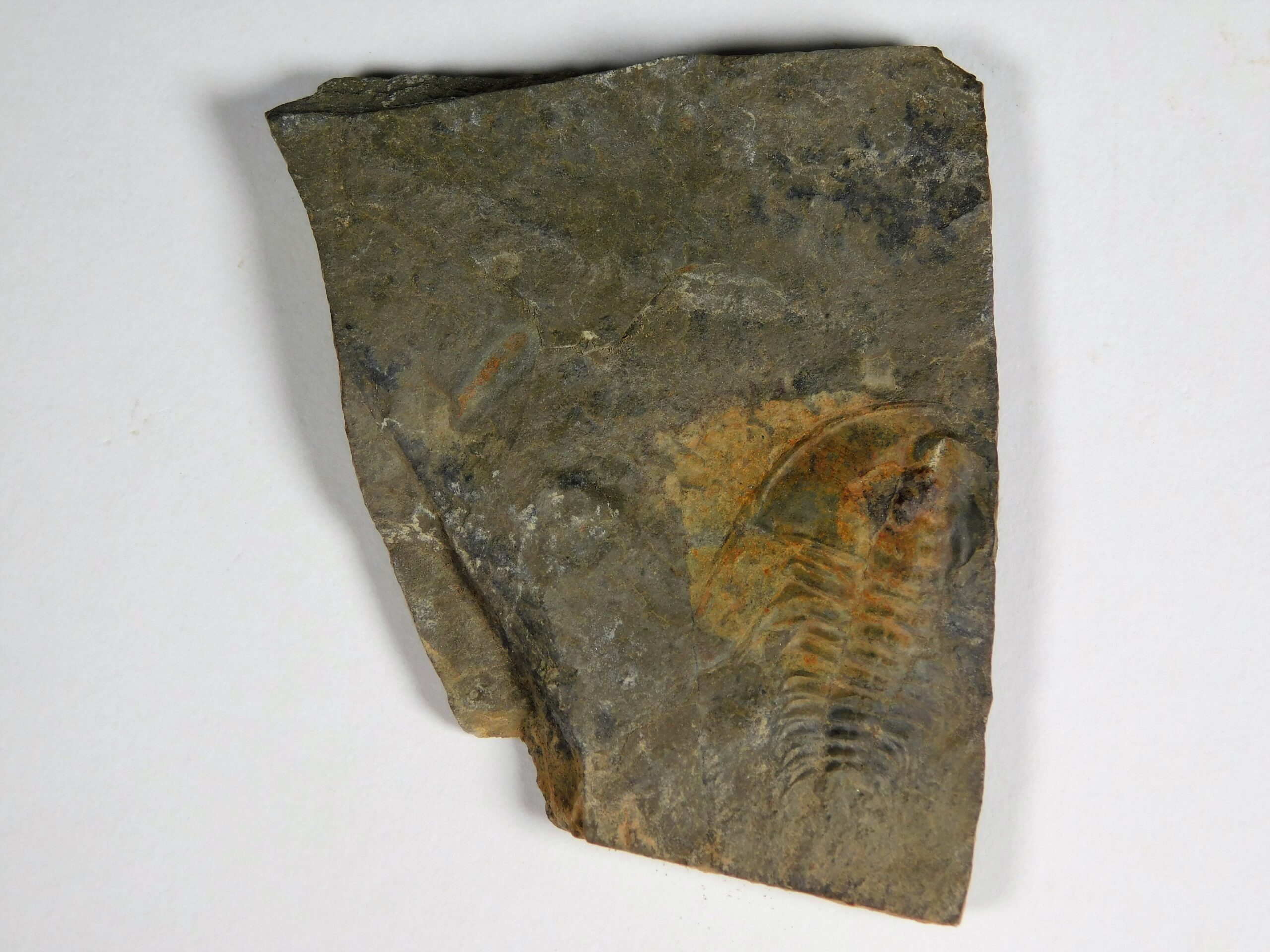Olenellus clarki - Image 13