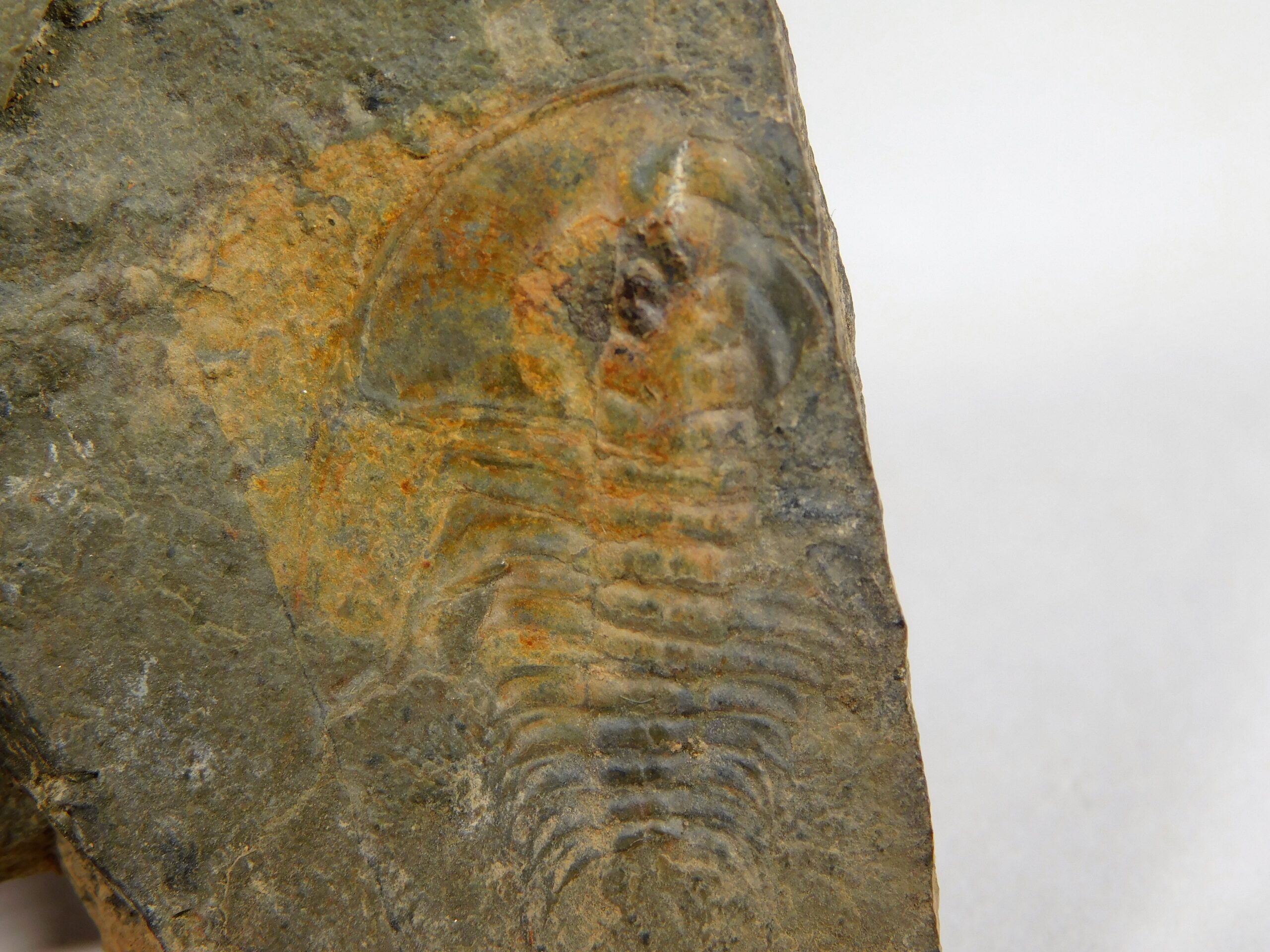 Olenellus clarki - Image 14