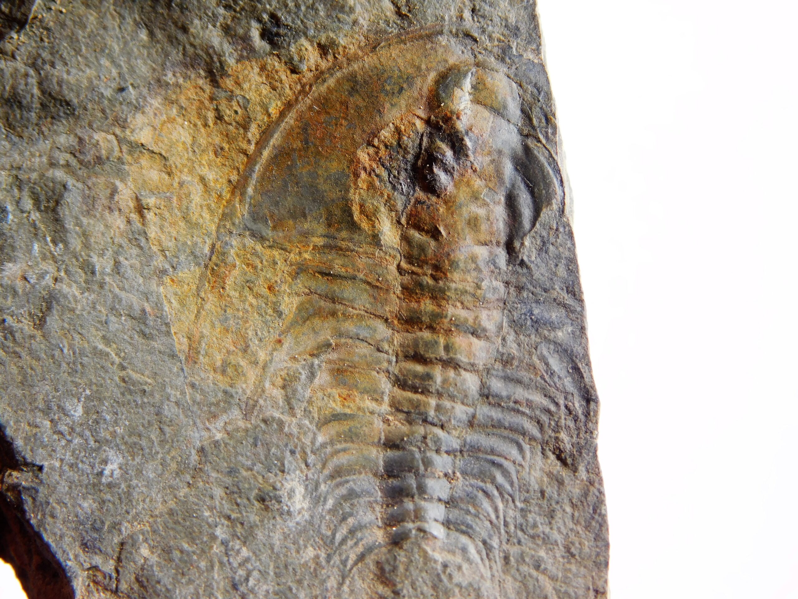 Olenellus clarki