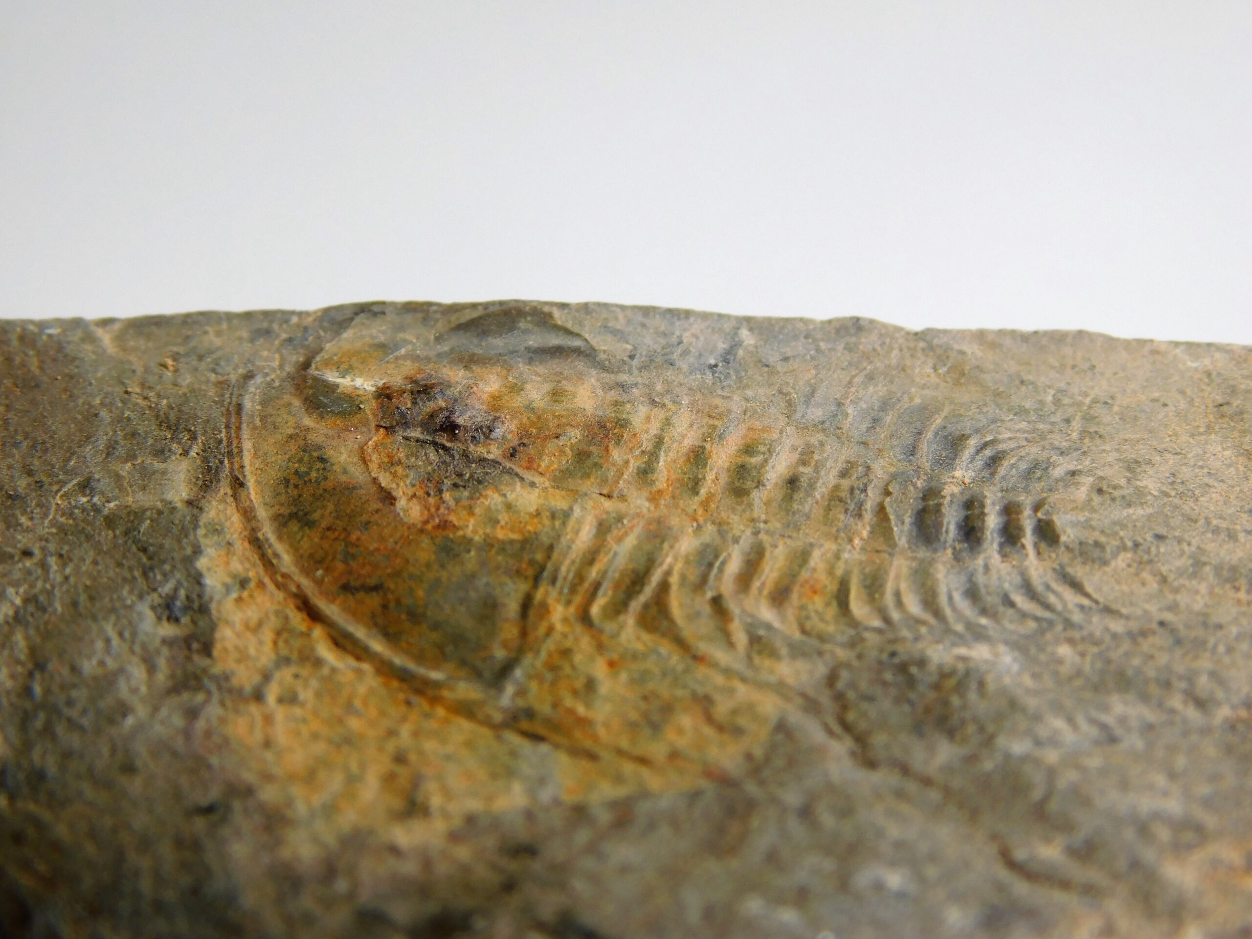 Olenellus clarki - Image 2