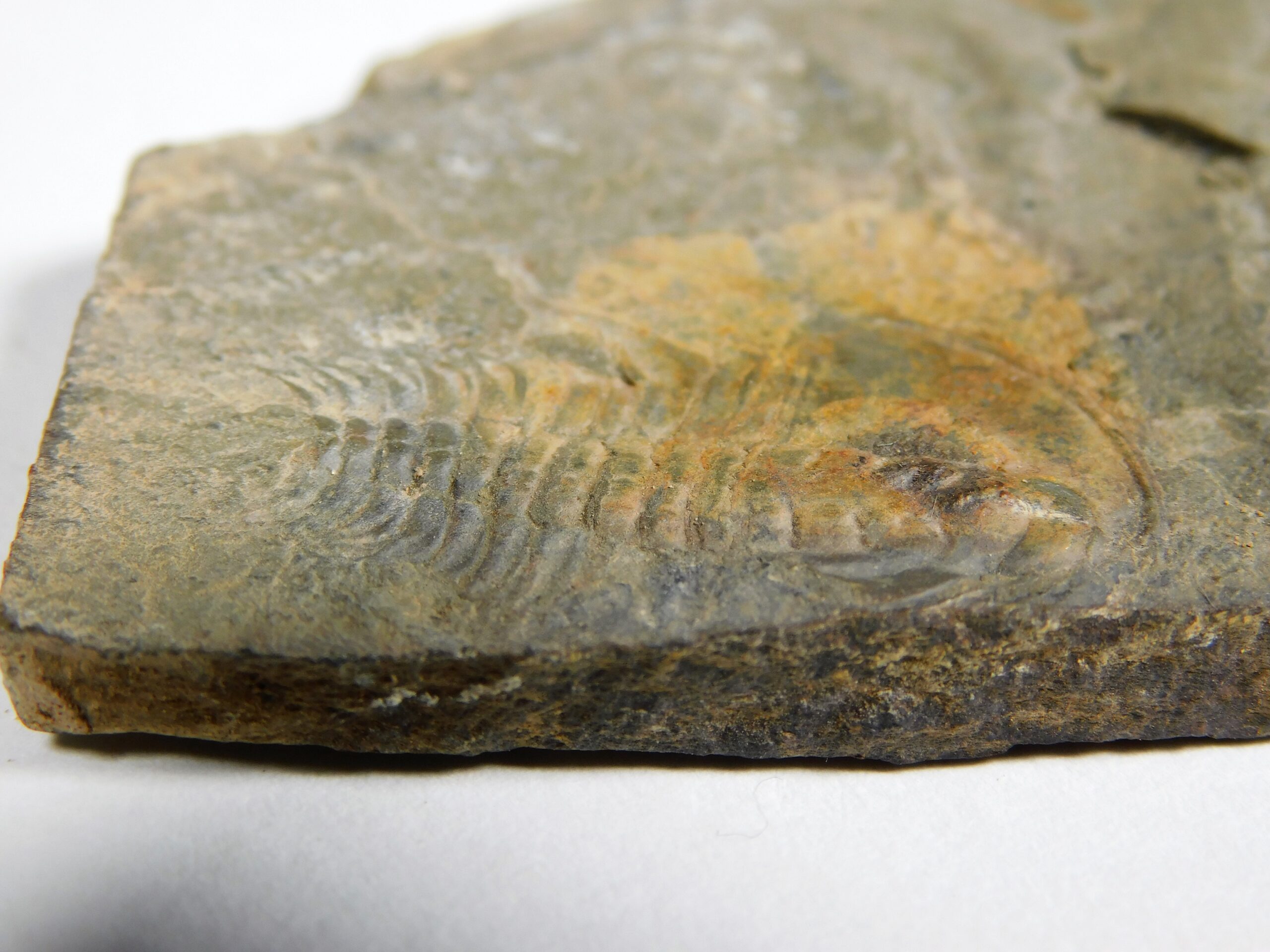 Olenellus clarki - Image 3