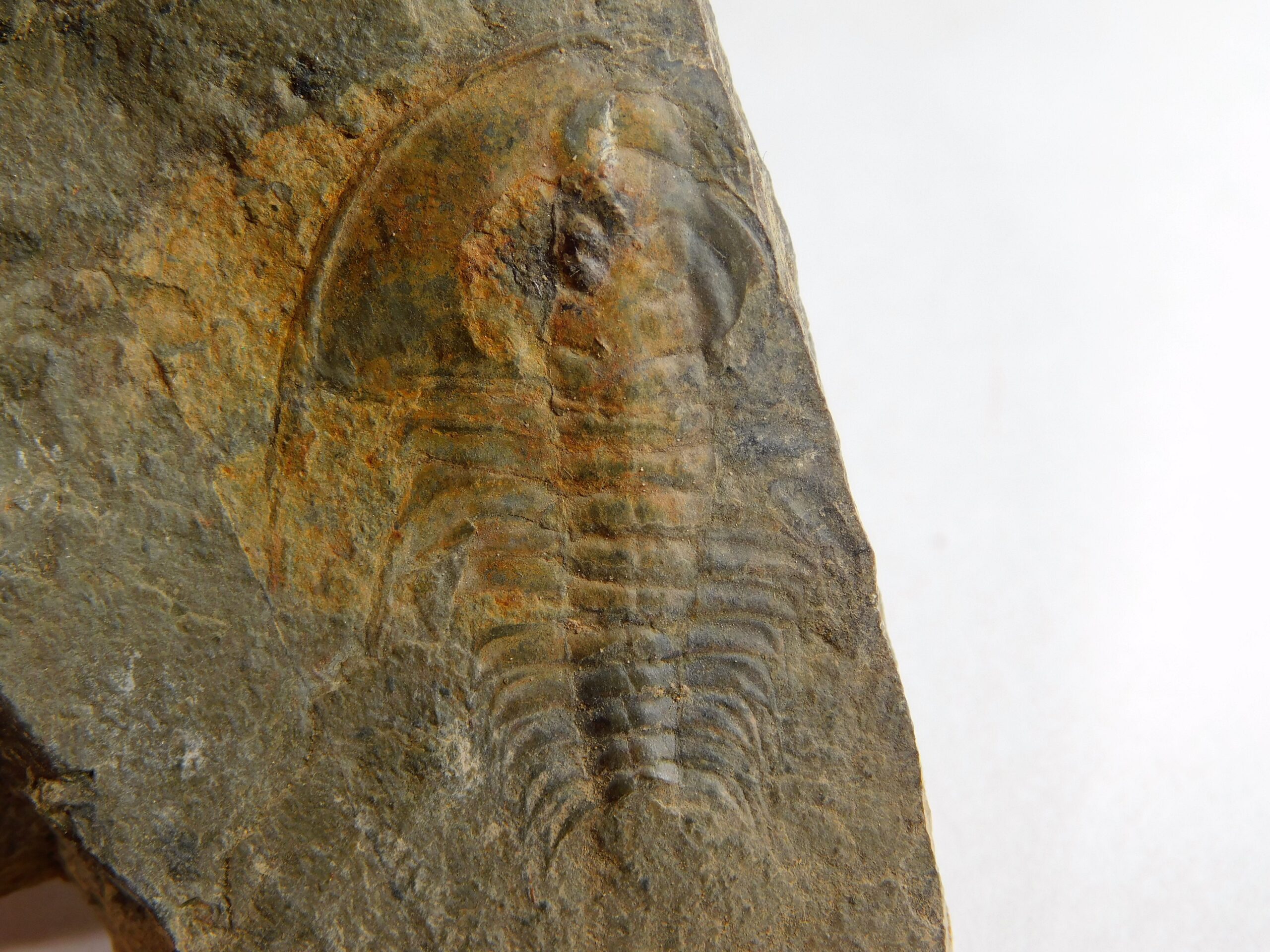 Olenellus clarki - Image 4