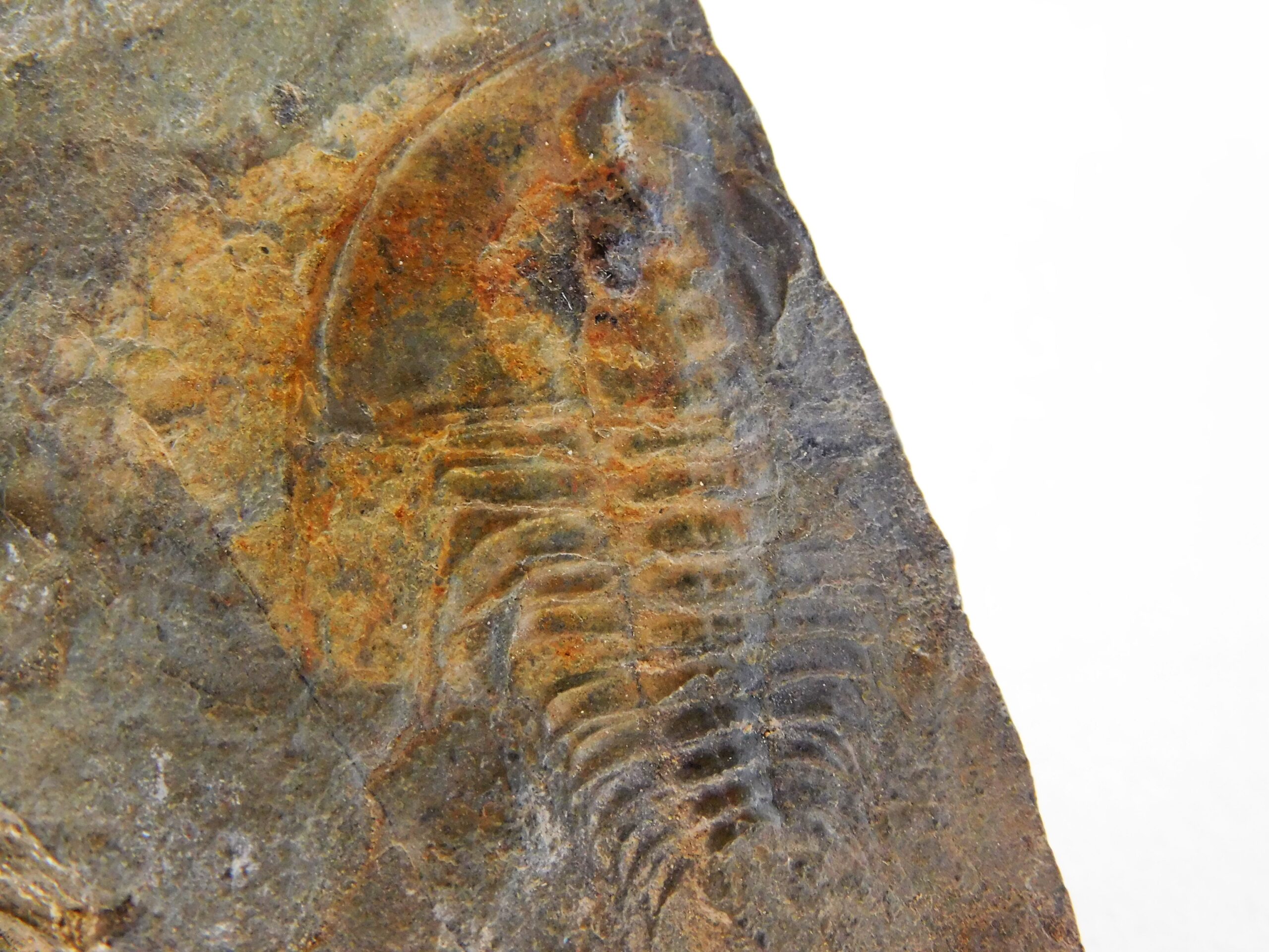 Olenellus clarki - Image 5